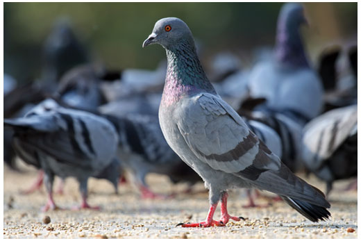 Feral Pigeon