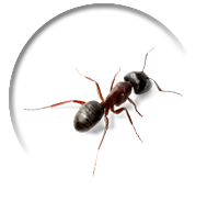 Ant