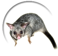 Possum