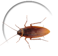 Cockroach