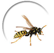 Wasp